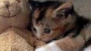 幼猫猫粮买哪个牌子好又便宜？猫粮牌子推荐猫咪全年龄段合适