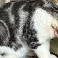 哪个不油腻的猫粮品牌好？内行人建议认准这五款，入手不踩坑