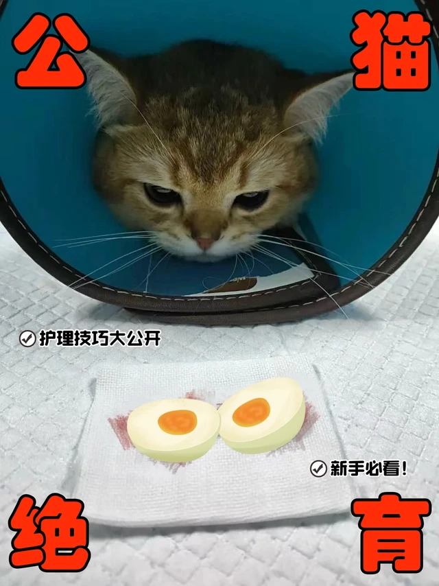 新手养猫必看｜公猫绝育护理全攻略