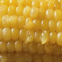 潜力作者激励计划，美味甜糯黄玉米