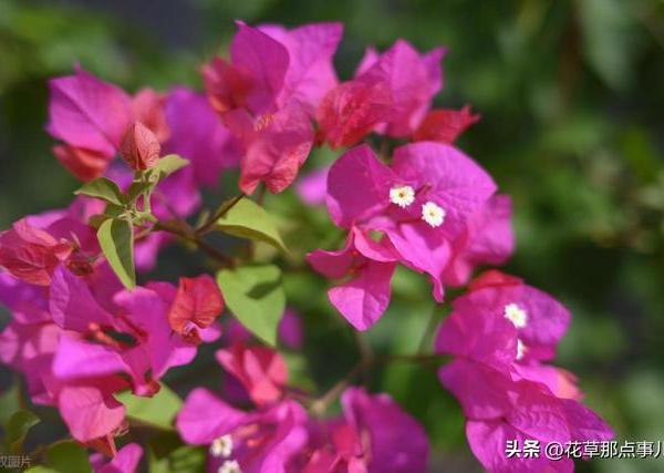 这8种花，一年能开300天！随便养一盆，阳台都成花海！