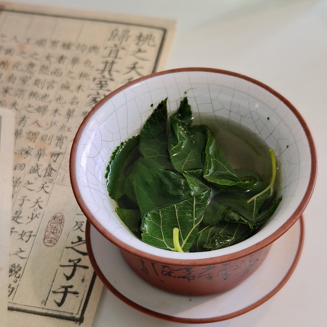 第一次学习自制桑叶茶，绿茶工艺