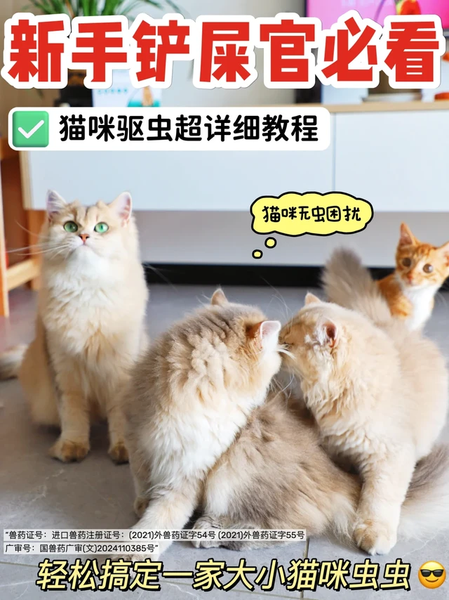 新手铲屎官必看❗猫咪驱虫超详细教程