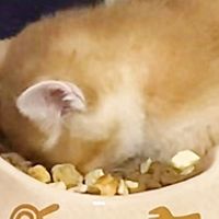 怎么给猫咪选猫粮？2025年猫粮排行榜！推荐六大口碑好的猫粮