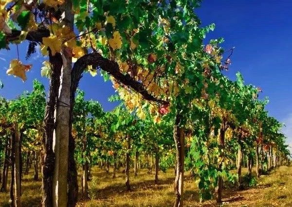 请查收这份完整的智利葡萄酒指南