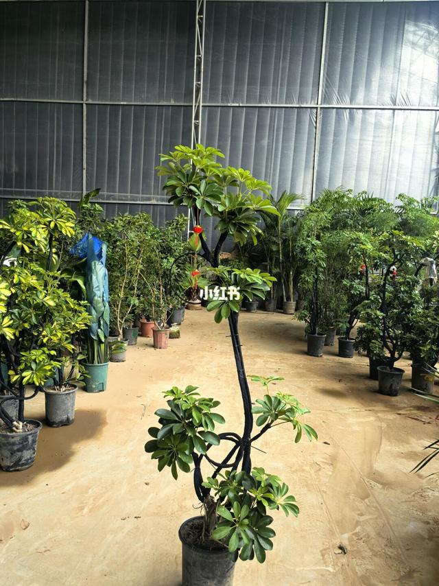 石家庄同城鲜花绿植