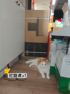 大力士水手，真的不是吹，是吹又怎样~~