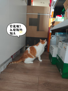 大力士水手，真的不是吹，是吹又怎样~~