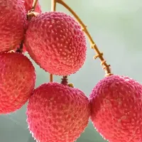 荔枝的品种与口感