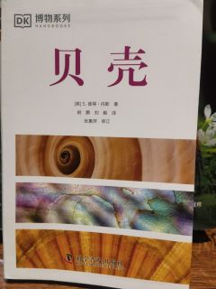  《贝壳》：在贝壳光影中聆听海洋私语