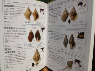  《贝壳》：在贝壳光影中聆听海洋私语