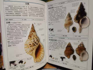  《贝壳》：在贝壳光影中聆听海洋私语