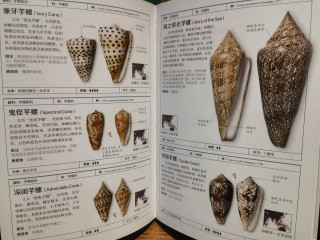  《贝壳》：在贝壳光影中聆听海洋私语