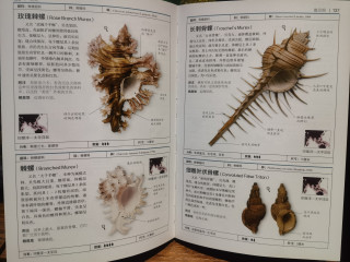  《贝壳》：在贝壳光影中聆听海洋私语