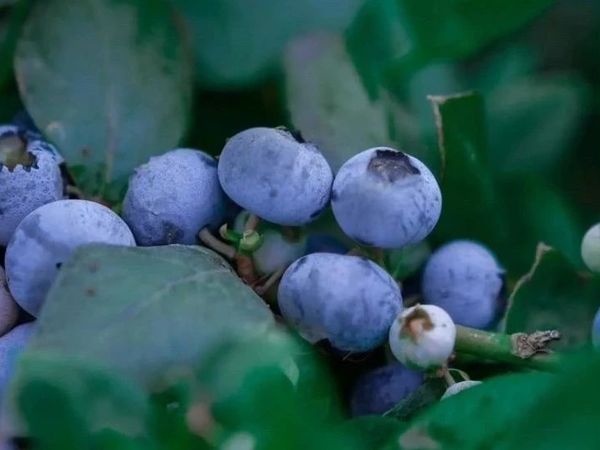 「云南抚仙湖花香蓝莓：甜如蜜×香如兰，重定义蓝莓本味！」颠覆“蓝莓必酸”的刻板印象！