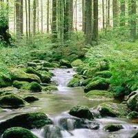 宝宝辅食新宠：胡萝卜虾玉米粥！
