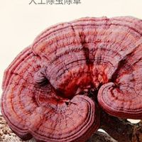 买灵芝孢子粉的成分党必看：2025八大品牌有效含量解析