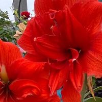 你养过哪些「便宜，但巨好看」的花？我先来10个！