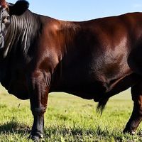 国内八大肉牛品种生产性能解析