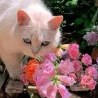 江小傲猫粮好不好？适合多猫家庭的猫粮选择与分析