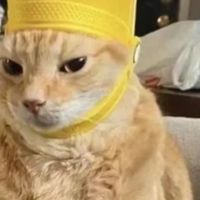 阿飞和巴弟猫粮好吗？2025年性价比排行榜前五名