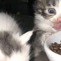 皇家猫粮有诱食剂吗？2025年猫粮榜单前五汇总，总有一款适合你
