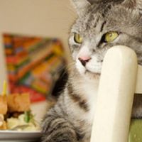 有什么经济实惠的猫粮？希喂、雷米高猫粮实测结果，一目了然