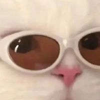 百利猫粮怎么样？资深铲屎官反馈口碑最好的4款解析