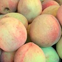 买桃子时，挑“尖头”还是“圆头”！好多人都不懂，别再买错了！