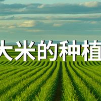 五常大米的种植过程