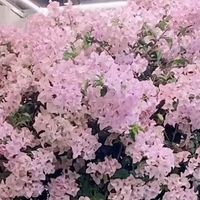 你买过哪些「小贵，但越养越值」的花？我先来7个！