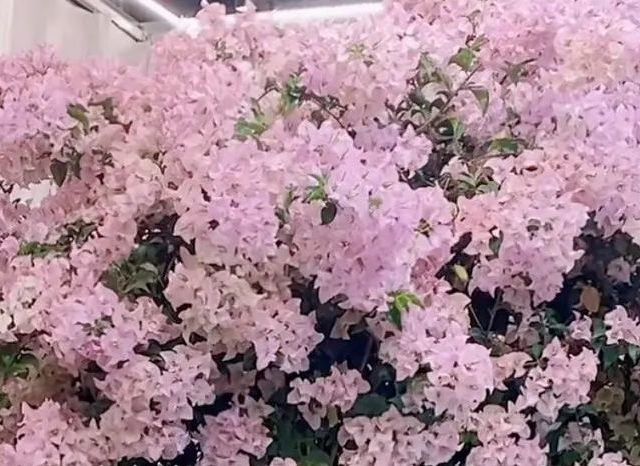 你买过哪些「小贵，但越养越值」的花？我先来7个！