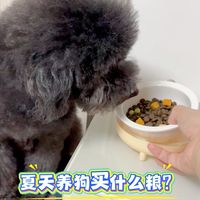 夏天养狗食物下降、易上火，就选鸭肉梨狗粮