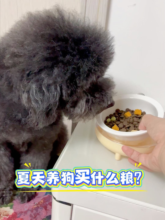 夏天养狗食物下降、易上火，就选鸭肉梨狗粮