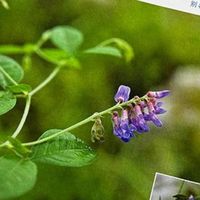 草木知音：《昆明常见野生植物》——自然爱好者的随身图鉴