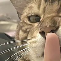 滋奇猫粮怎么样？猫粮性价比排行榜：这4款“口碑公认”