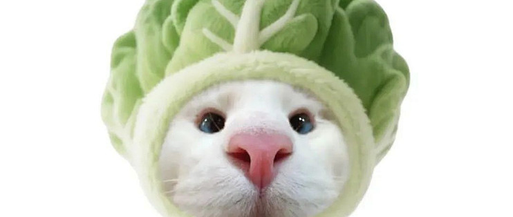 有鱼猫粮怎么样？2025年不会踩坑的三款猫粮品牌_猫咪干粮_什么值得买