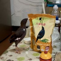 被邻居硬塞了只八哥，被迫开始买一堆的鸟食