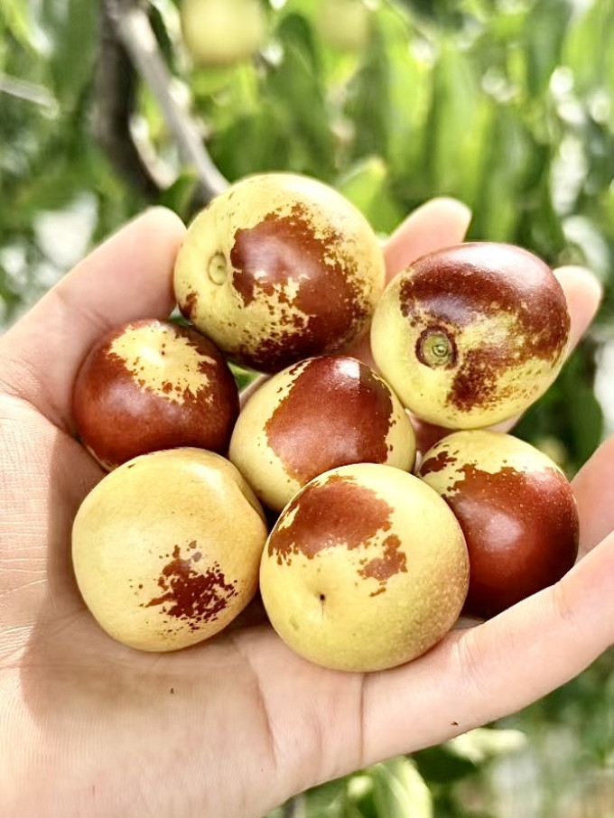 新鲜水果