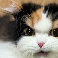 到底哪款猫粮好？2025经济实惠性价比高的猫粮推荐