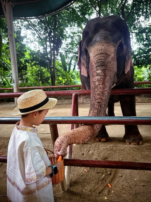 西双版纳亲子游，体验还不错。