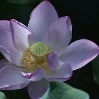 夏日高温，使用拾宓护发精油，告别头发乱糟糟，轻松变美无负担。