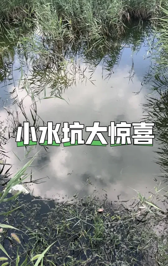 不起眼的水坑里往往都有惊喜!#汉鼎卓越 #汉鼎真材实料放心入 #钓鱼王地狱猫 #老坛甜薯 #久岩