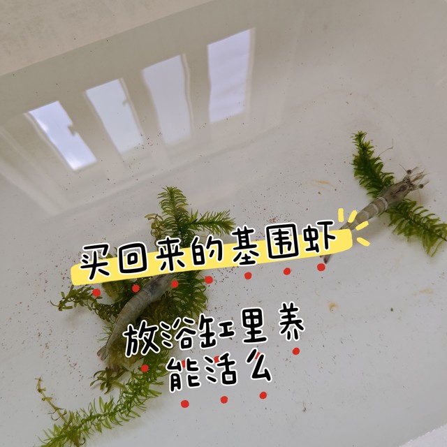 买回来的基围虾活着，放浴缸里养，能活多久？