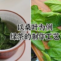去年种下的18棵茶苗，存活了几棵？以桑叶为例，绿茶制作工艺