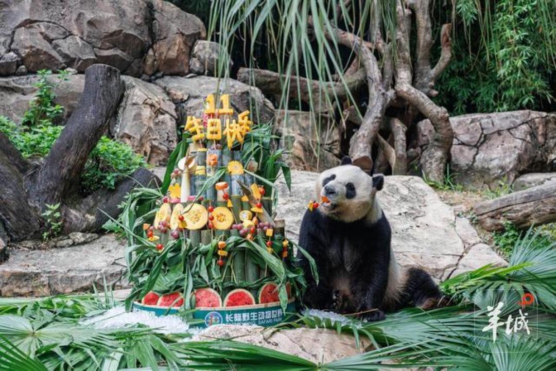 全球唯一大熊猫三胞胎十一岁生日盛宴 广州长隆排面拉满再续生态传奇