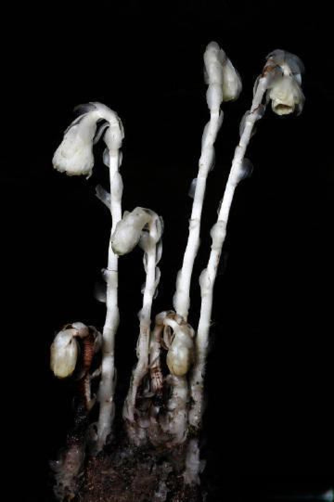 解密"冥界之花"水晶兰:无需阳光的幽灵植物如何破解生命密码?
