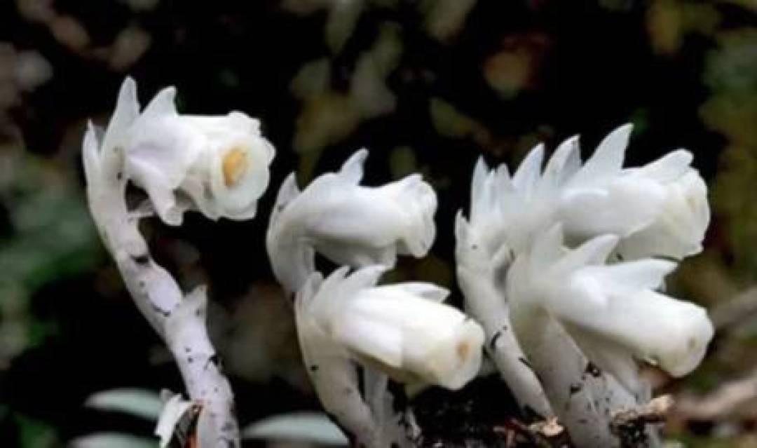 解密"冥界之花"水晶兰:无需阳光的幽灵植物如何破解生命密码?