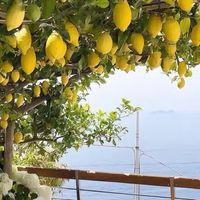 荣耀Magic7：超长焦与微距革新