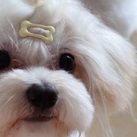 小小发夹，多多可爱